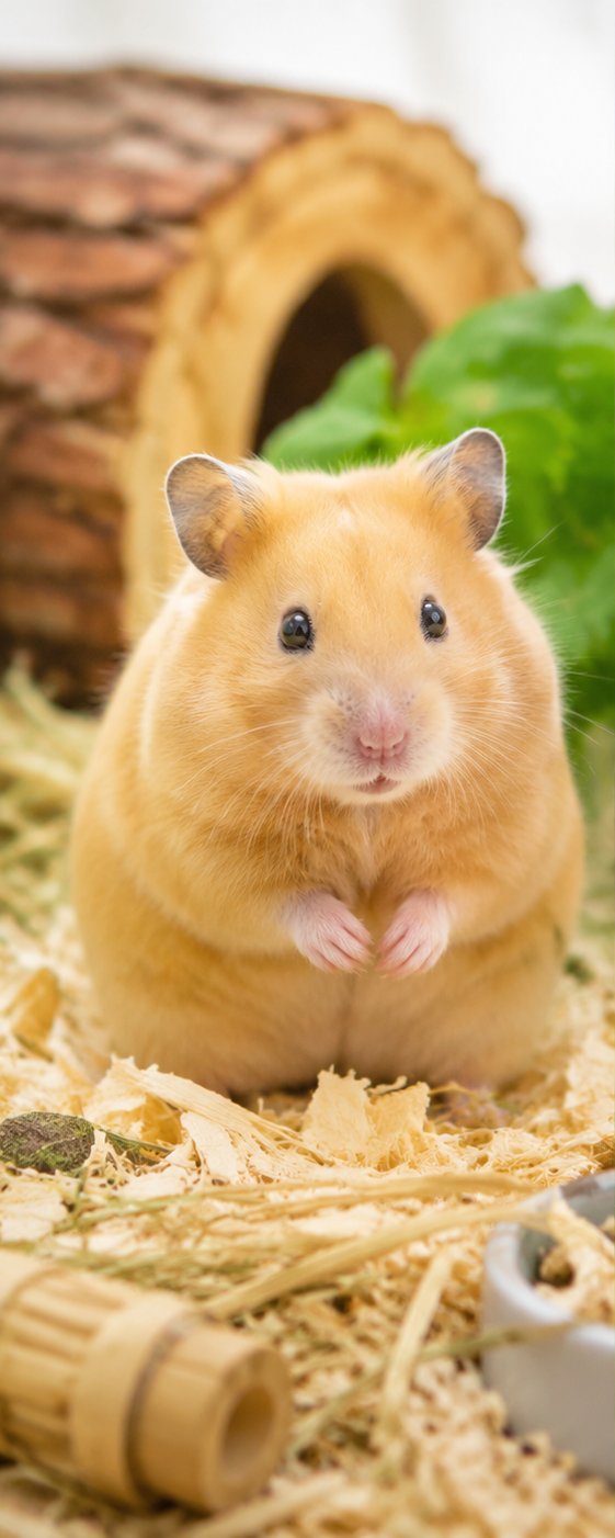 Hamster